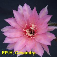 EP-H. Casandra 4.2.jpg 